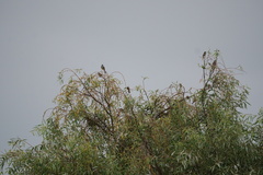 Ptiliogonys cinereus