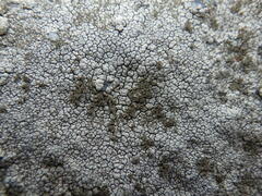 Pertusaria pseudocorallina