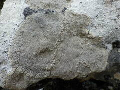 Pertusaria pseudocorallina