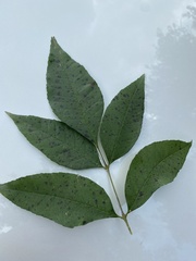 Fraxinus pennsylvanica