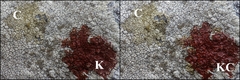 Pertusaria pseudocorallina