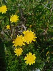 Cotula pruinosa