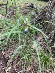 Tradescantia occidentalis