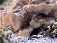 Chondrostereum purpureum