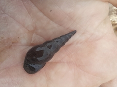 Melanoides tuberculata