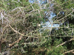 Cephalotelium