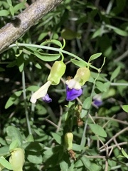 Scutellaria mexicana