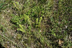 Cruciata taurica
