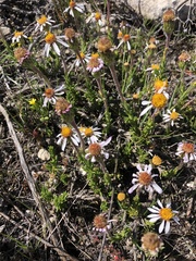 Felicia canaliculata