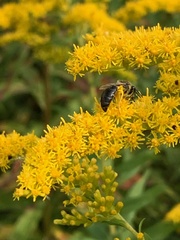 Colletes simulans armatus