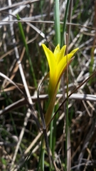 Cyrtanthus breviflorus