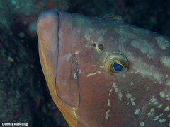 Epinephelus marginatus