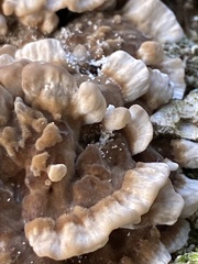 Chondrostereum purpureum