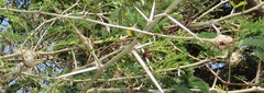 Cephalotelium