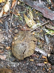 Sternotherus