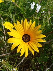 Arctotheca calendula