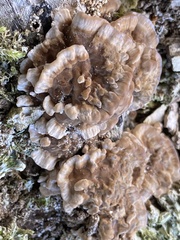 Chondrostereum purpureum