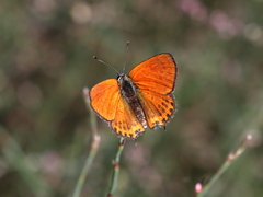 Lycaena thersamon