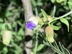 Scutellaria mexicana