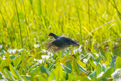 Gallinula chloropus meridionalis