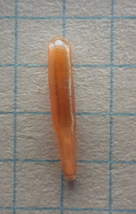 Erpobdella octoculata