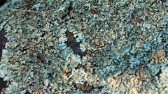 Xanthoparmelia cumberlandia