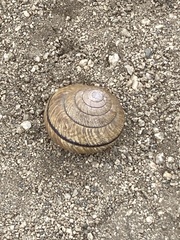 Helminthoglypta stiversiana