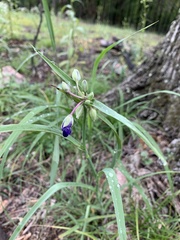 Tradescantia occidentalis