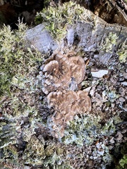 Chondrostereum purpureum