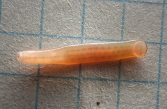 Erpobdella octoculata