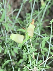 Scutellaria mexicana