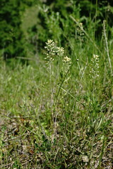 Alyssum trichostachyum