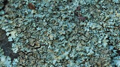 Xanthoparmelia cumberlandia