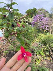 Fuchsia