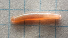 Erpobdella octoculata