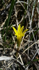 Cyrtanthus breviflorus