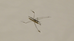 Cylindrostethus