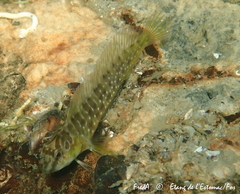 Salaria pavo