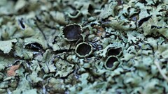 Xanthoparmelia cumberlandia
