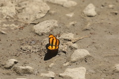 Pantoporia paraka