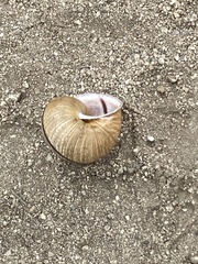 Helminthoglypta stiversiana