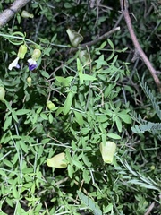 Scutellaria mexicana