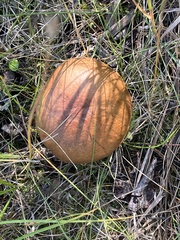 Leccinum aurantiacum
