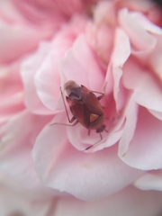 Deraeocoris ruber