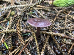 Collybiopsis villosipes