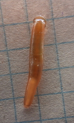 Erpobdella octoculata