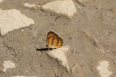Pantoporia