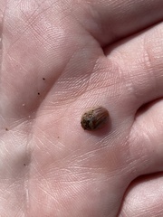 Paropsisterna m-fuscum