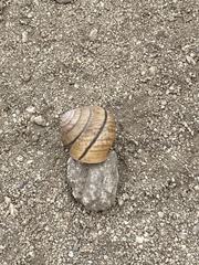 Helminthoglypta stiversiana