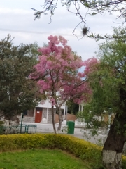 Chionanthus pubescens